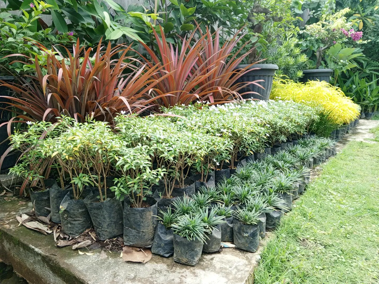 Florist, foto 1 dalam rute Trail 1 Tepian Sungai Deli