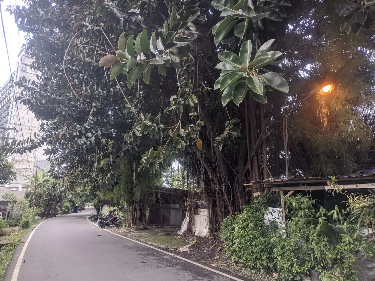 Pohon Besar Jl. Sei Deli